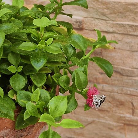 Balcon De La Villa Priego de Córdoba Eksteriør bilde
